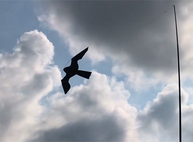 Instructievideo: Hawk Kite vlieger installeren