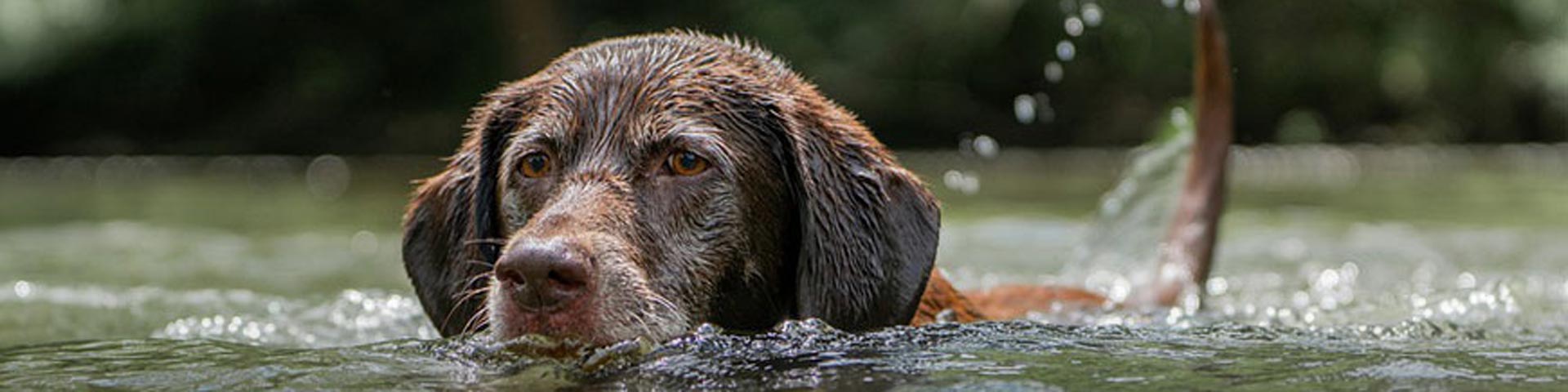 hond-zwemmen-wassen-1920x480