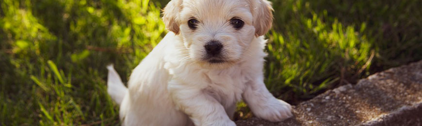 pup-laten-wennen-aan-verzorging.jpg