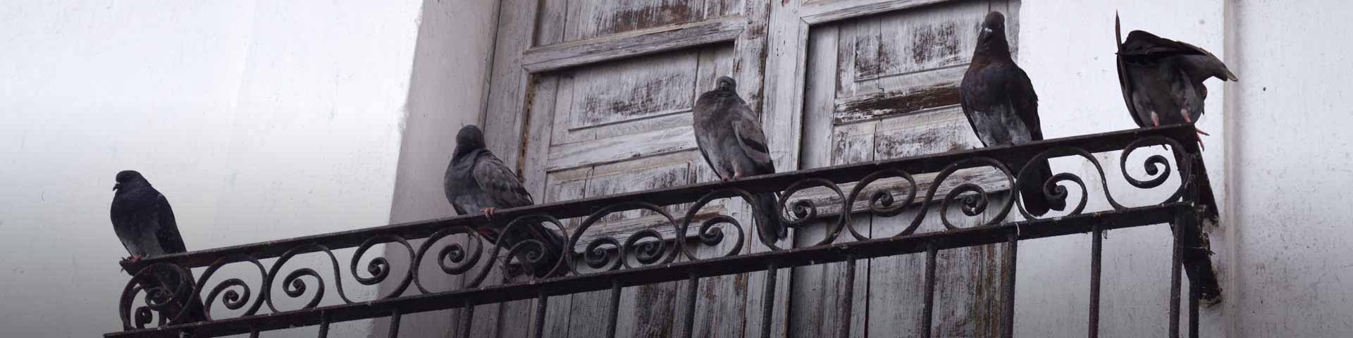 duiven-op-het-balkon-1920x480