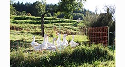 Pluimveenet Category Pluimveenet