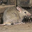Het verschil tusseneen muis of rat in huis? 