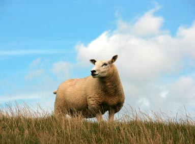 5 Tips voor een goed schapendekseizoen