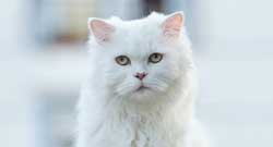 Katten Category Katten