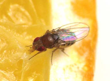 Vliegende insecten bestrijden in de horeca en levensmiddelenindustrie