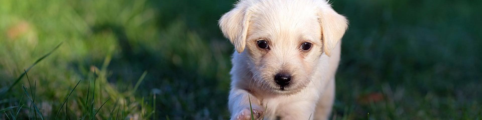 puppy-1920x480 puppy-1920x480