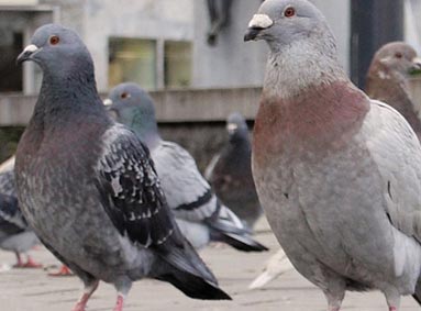 Ben je ook klaar met al die duivenpoep? 11 Tips om ze te verjagen