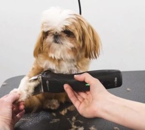 shih-tzu-scheren-300x269.jpg