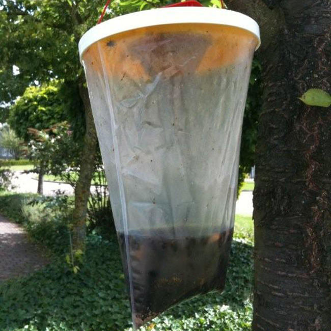 Redtop wespenval Redtop wespenval