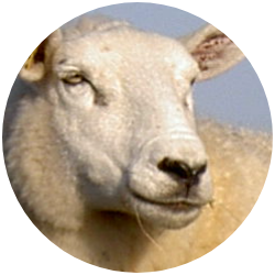 VachtverzorgingVoor schapen