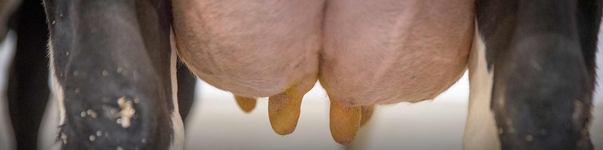 mastitis-1920x480 mastitis-1920x480