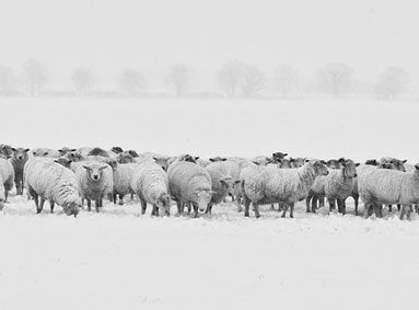 Winterscheren Schapen