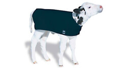 Kalverdekjes Category Kalverdekjes