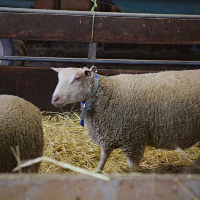 Schapennekriem nylon leer versterkt Geel