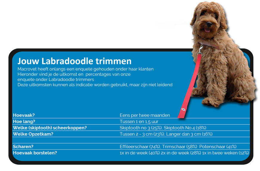 labradoodle-trimmen.jpg