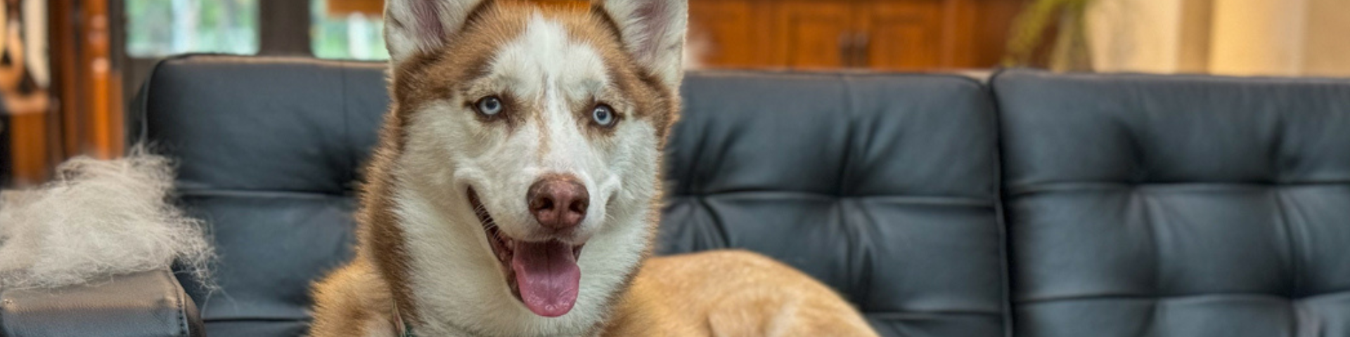 Hond, Schor, Zoogdier, Huisdier