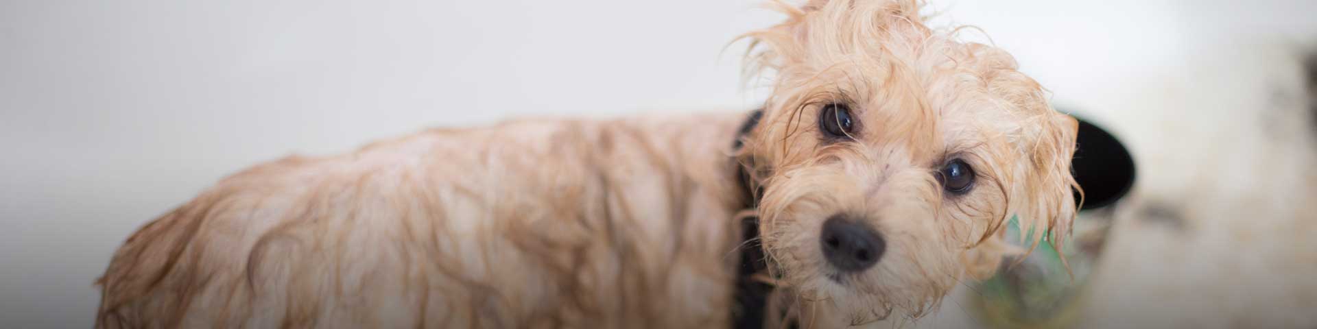 hond-drogen-1920x480 hond-drogen-1920x480