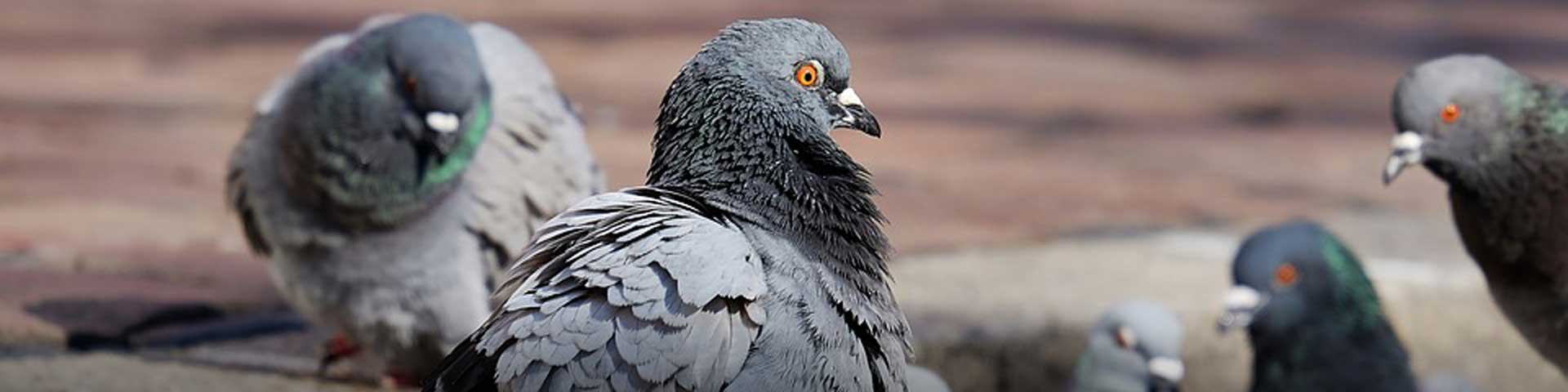 overlast-van-duiven-1920x480 overlast-van-duiven-1920x480