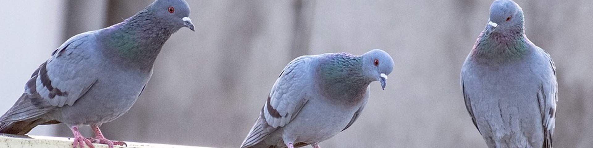 waarom-vogeloverlast-1920x480 waarom-vogeloverlast-1920x480