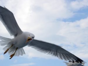Vogeloverlast komt in veel kustplaatsen door meeuwen