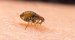 Vlooien in huis Category Vlooien in huis