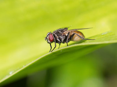 Vliegen in de tuin, hoe kom je er vanaf?