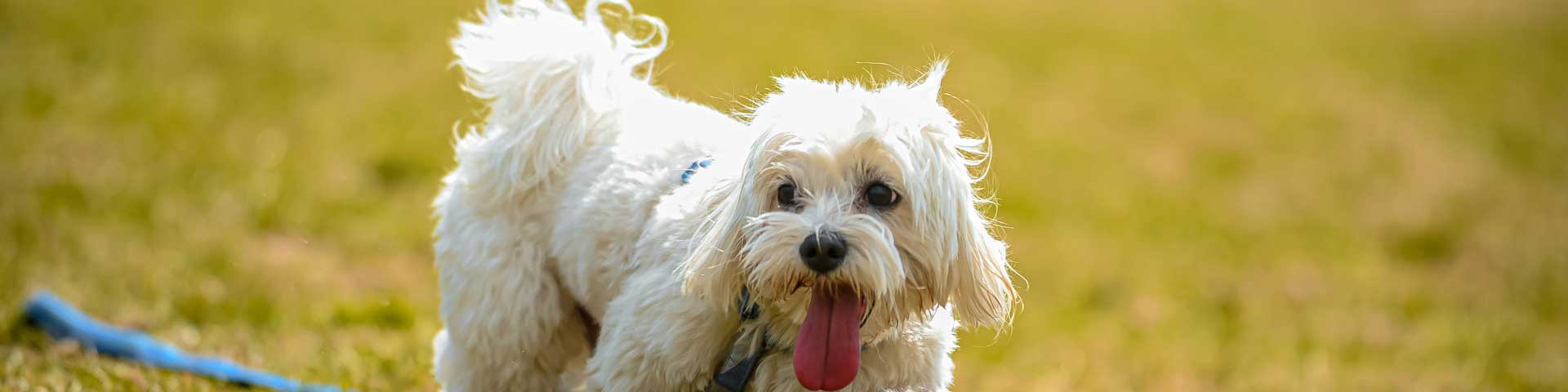 Shih-Tzu-1920x480 Shih-Tzu-1920x480