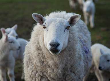 schapen - Macrovet Weblog