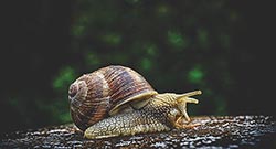 Slakken Category Slakken