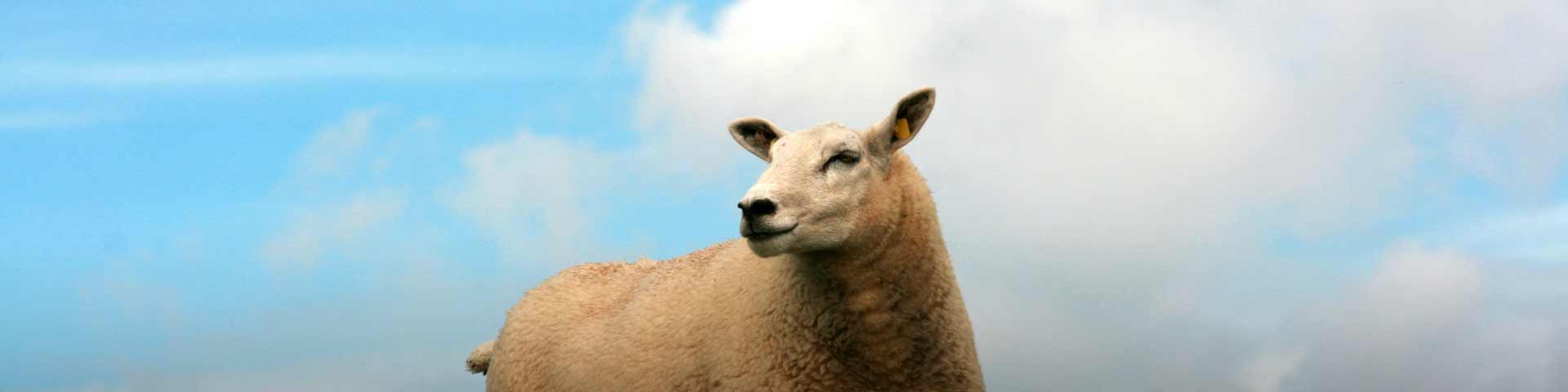 schapendekseizoen-1920x480
