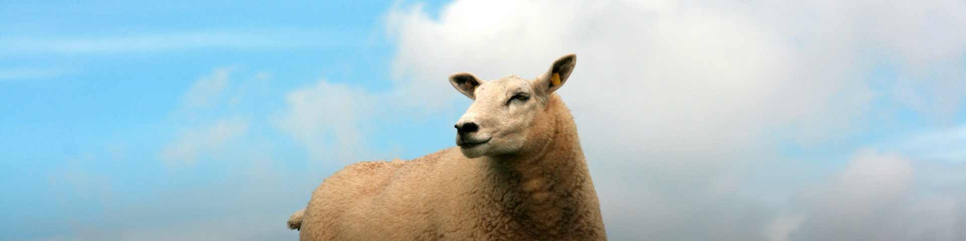 schapendekseizoen-1920x480 schapendekseizoen-1920x480