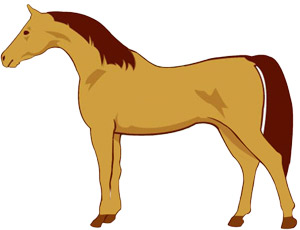 paard-kaal-geschoren.jpg