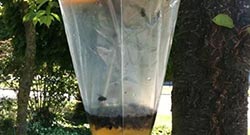 Vliegenzakken Category Vliegenzakken