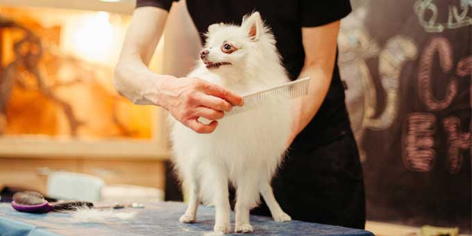 hond kammen borstelen