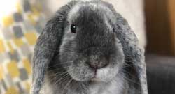 Konijnen Category Konijnen