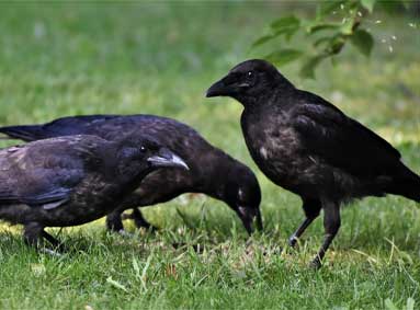 Vogels uit de tuin verjagen