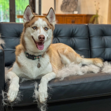 Last van veel honden- en kattenharen in huis? Zo pak je het aan!