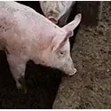 IJzergebrek bijvarkens