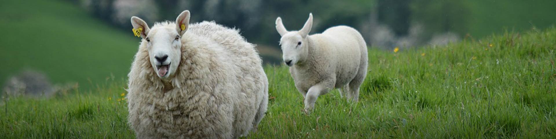 verwenteld-schaap-1920x480