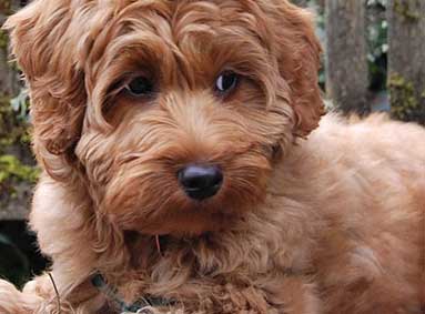 Wat heb ik nodig om zelf mijn Labradoodle te scheren? [update 2025]