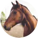 Vachtverzorgingvoor paarden