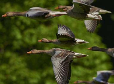 Vogeloverlast: 5 manieren om vogels te verjagen
