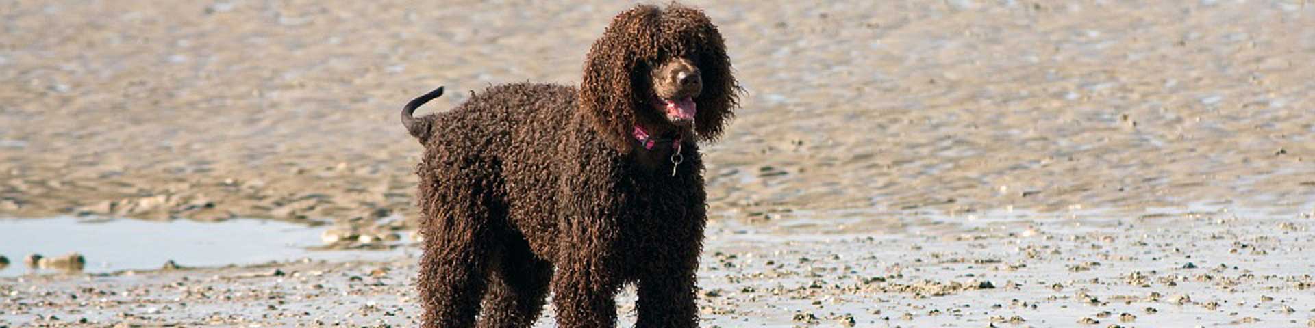 hond-met-dikke-vacht-1920x480 hond-met-dikke-vacht-1920x480