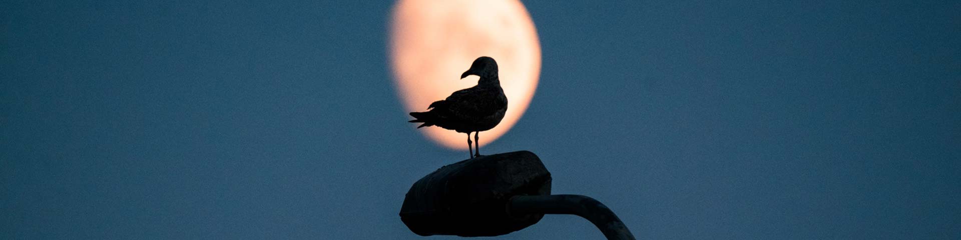 Meeuwenoverlast-1920x480 Meeuwenoverlast-1920x480