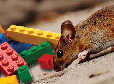 Muizen veilig bestrijden in de buurt van kinderen en huisdieren