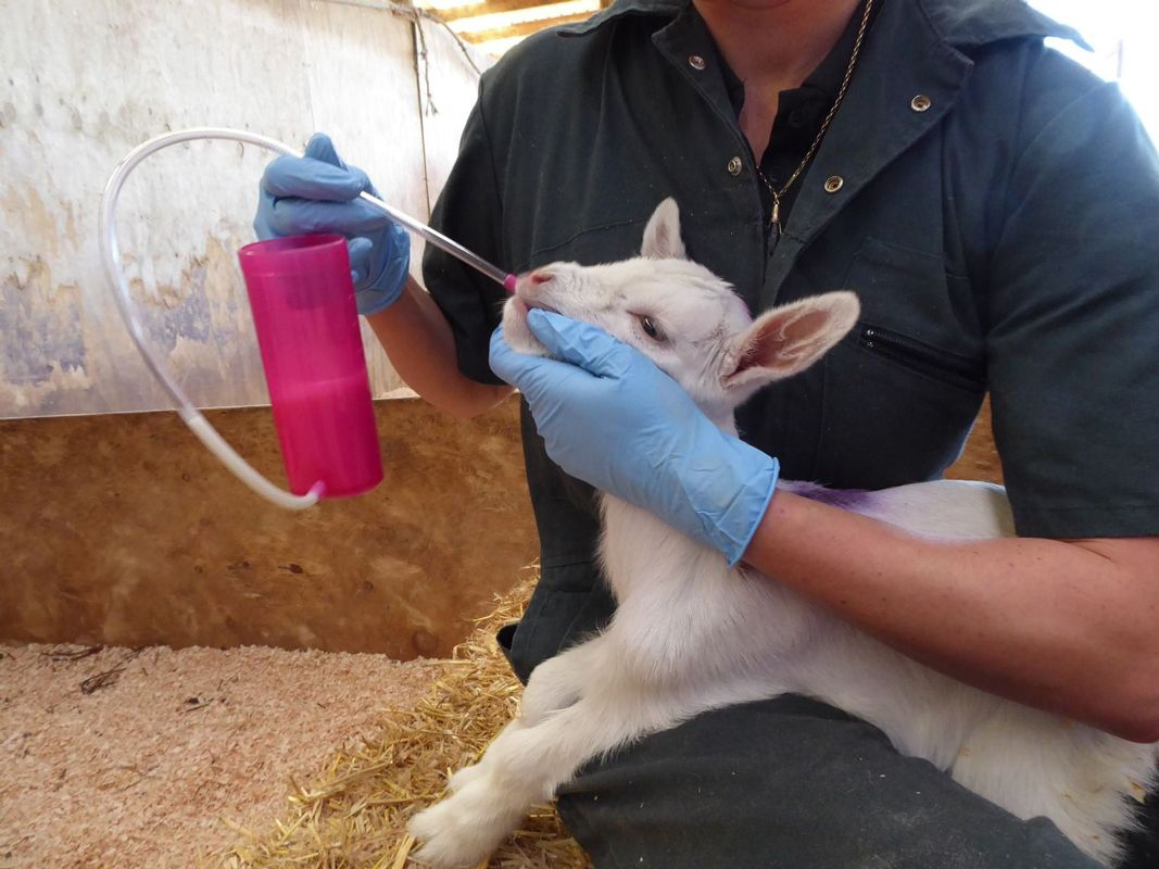 Roslam met beker 240ml Roslam met beker 240ml