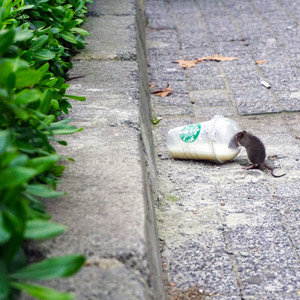 rat-in-de-tuin.jpg