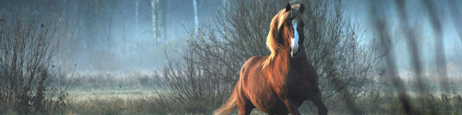 paard-1920x480