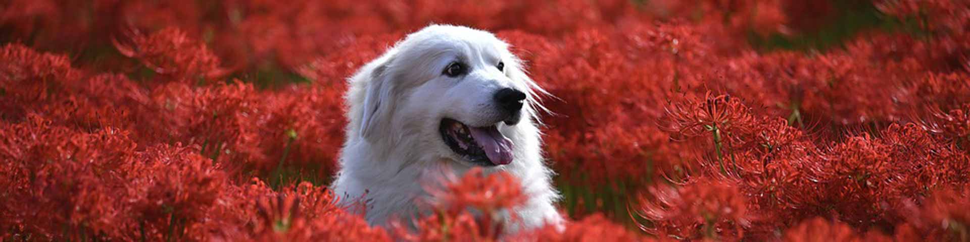 langharige-hond-1920x480 langharige-hond-1920x480