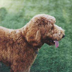 labradoodle-2.jpg
